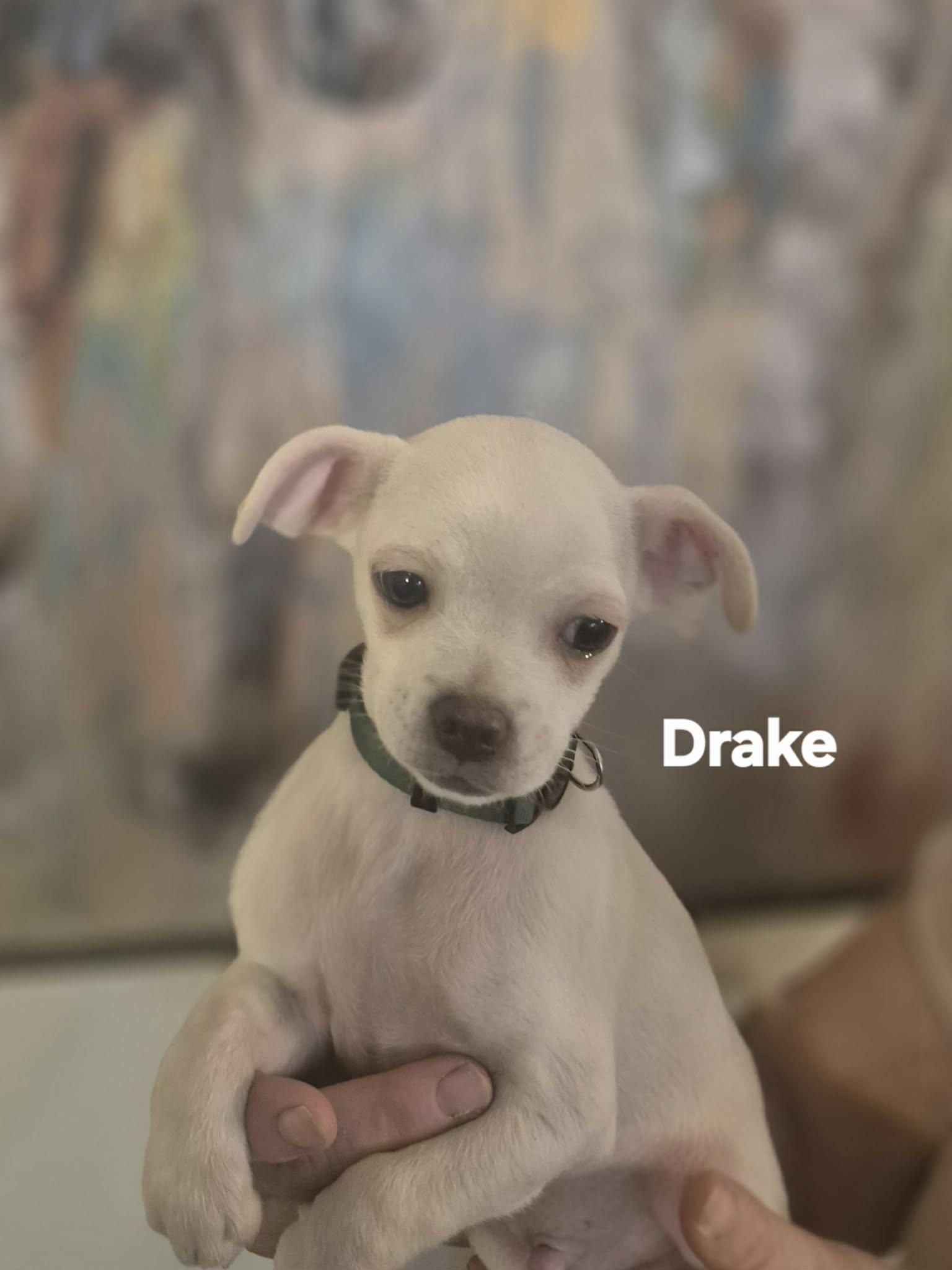 Enlarge Dew and Drake!, an adopted mixed breed in Lansing, MI image 4/5