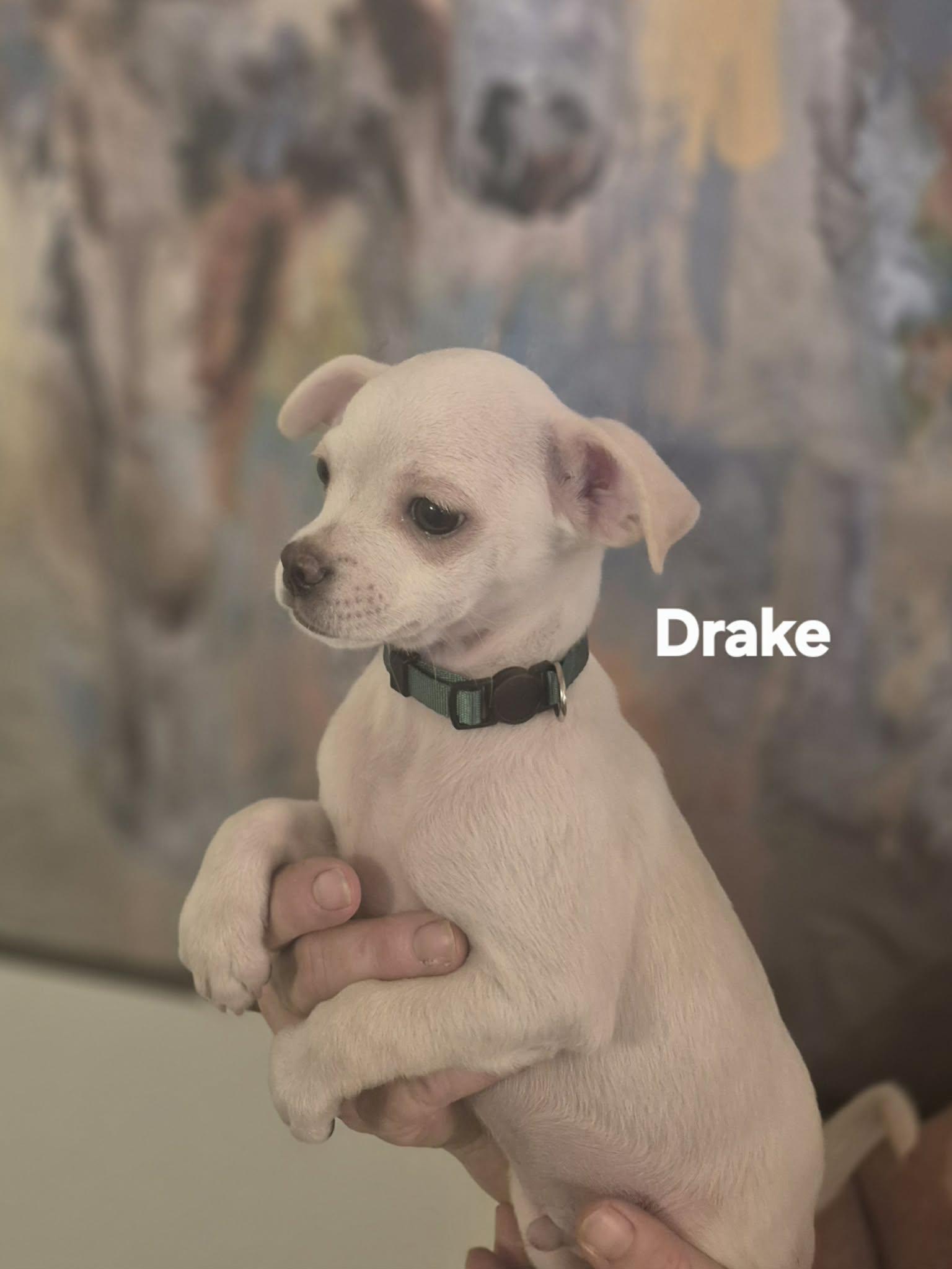 Enlarge Dew and Drake!, an adopted mixed breed in Lansing, MI image 3/5