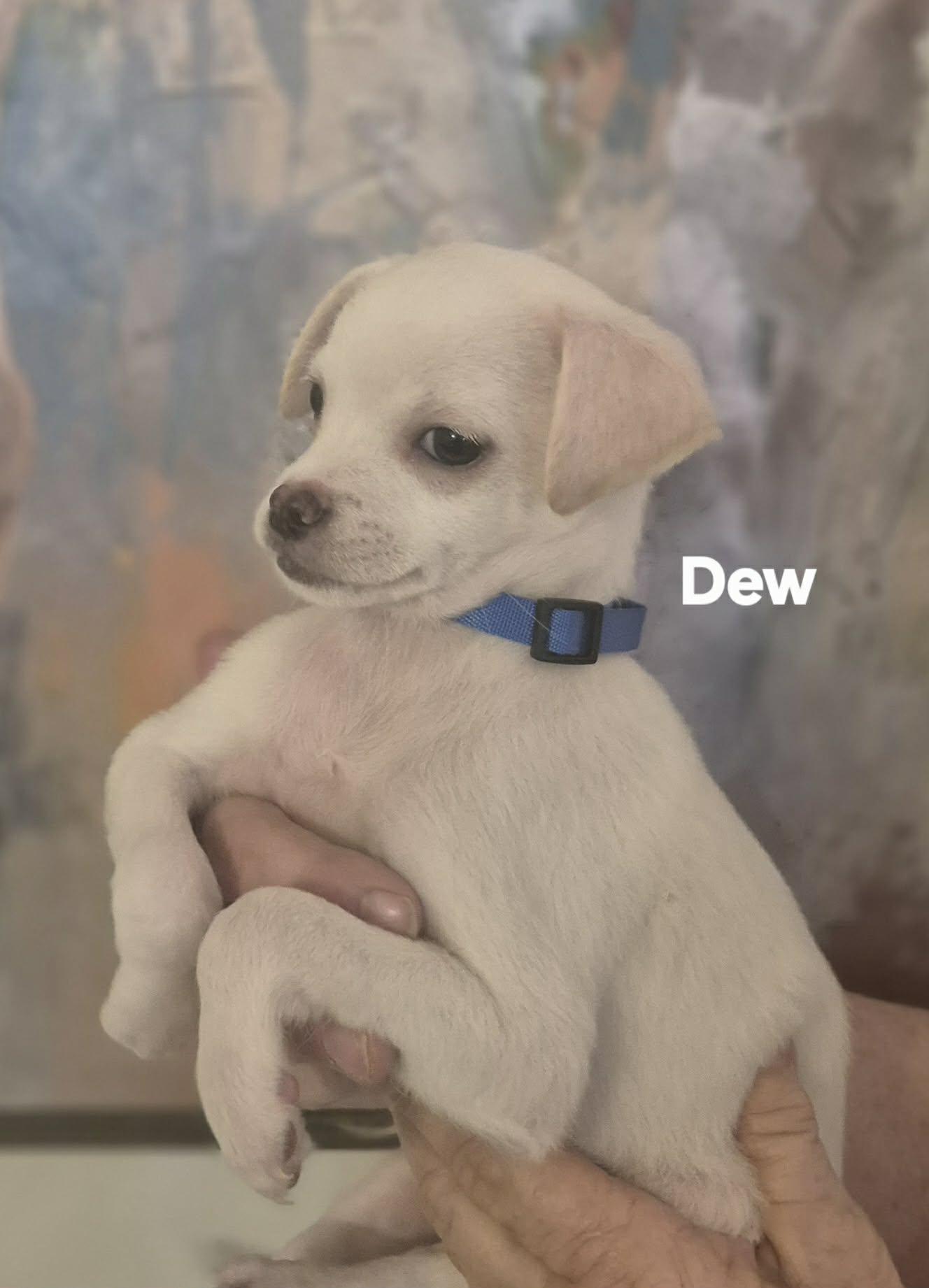 Dew and Drake!, adopted, Puppy Male Chihuahua & Pug.