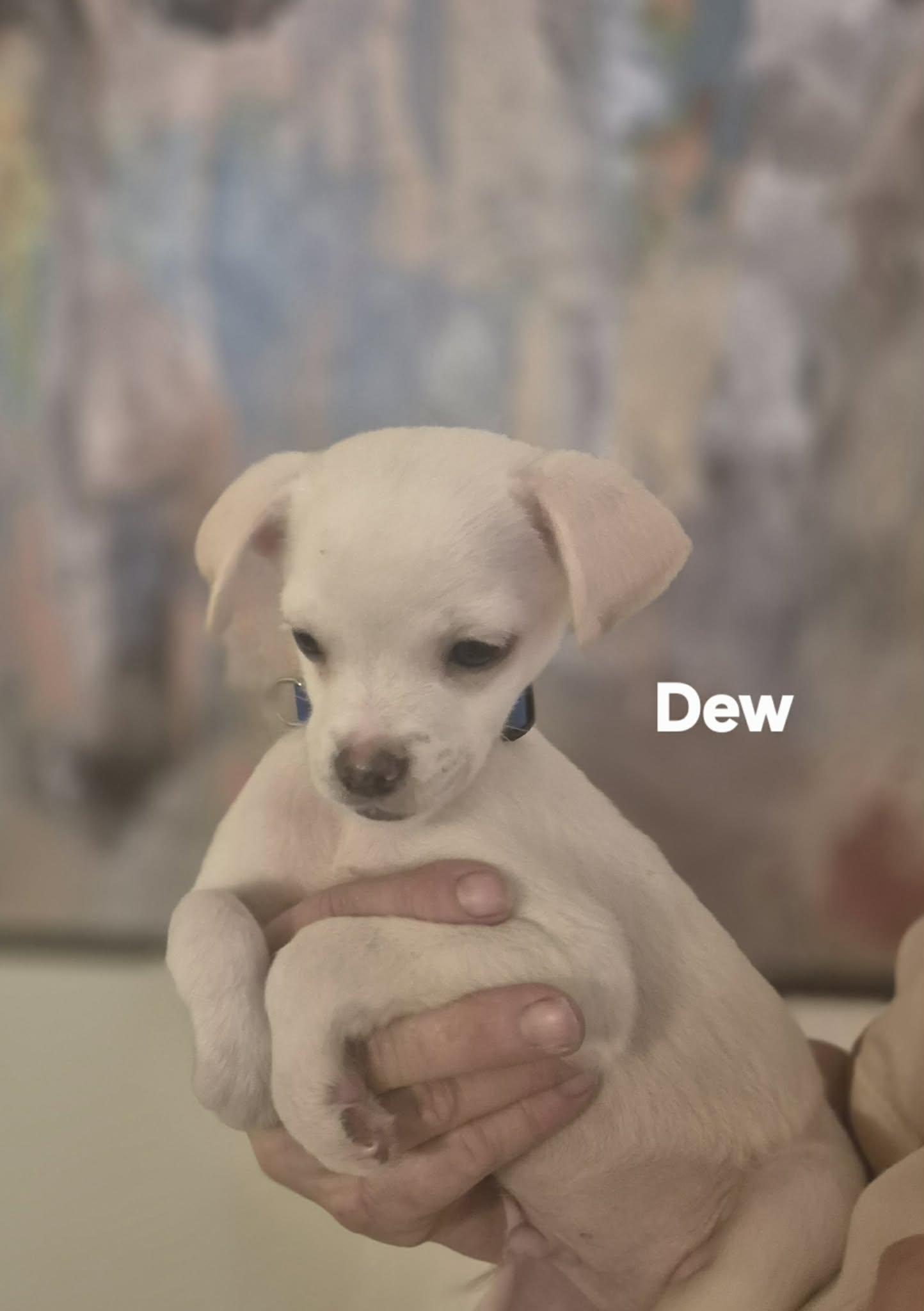 Enlarge Dew and Drake!, an adopted mixed breed in Lansing, MI image 2/5