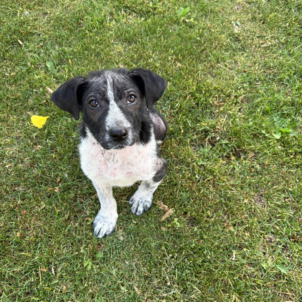 Delio, a Adoptable Mixed Breed in Lakeville, MN image 2/6