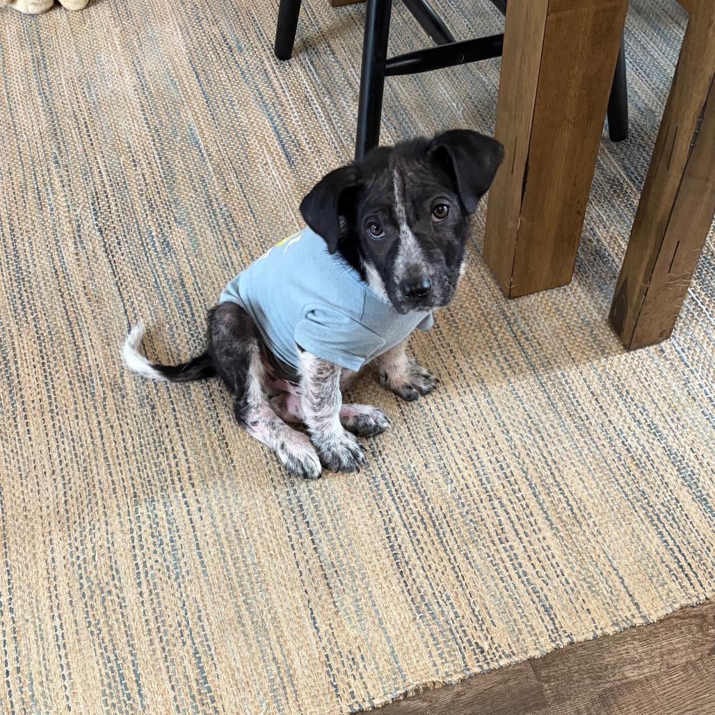 Delio, a Adoptable Mixed Breed in Lakeville, MN image 3/6