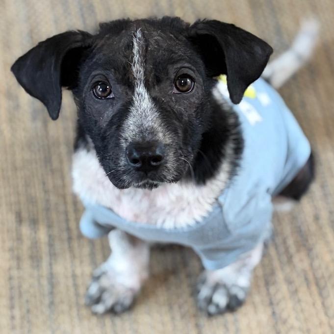 Delio, a Adoptable Mixed Breed in Lakeville, MN image 4/6