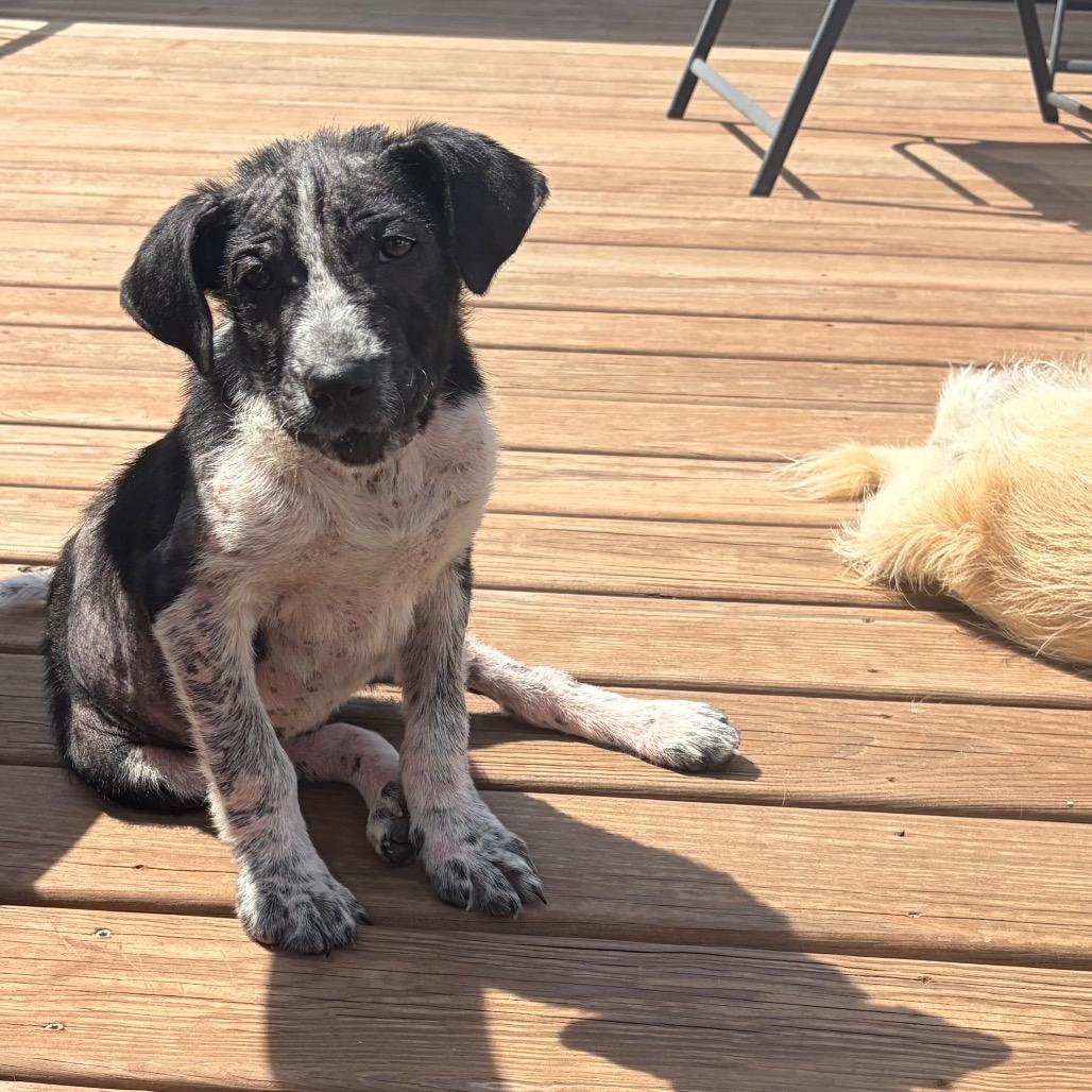 Delio, a Adoptable Mixed Breed in Lakeville, MN image 5/6