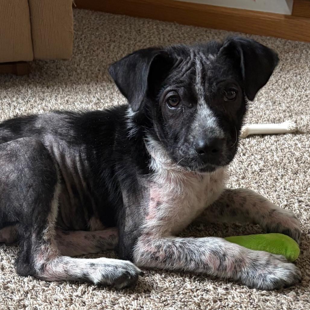 Delio, a Adoptable Mixed Breed in Lakeville, MN image 6/6