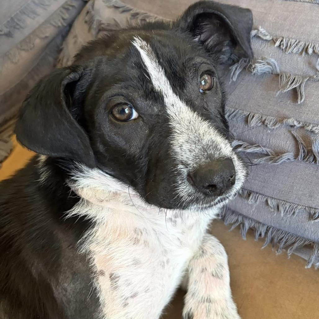 Delio, a Adoptable Mixed Breed in Lakeville, MN image 1/6