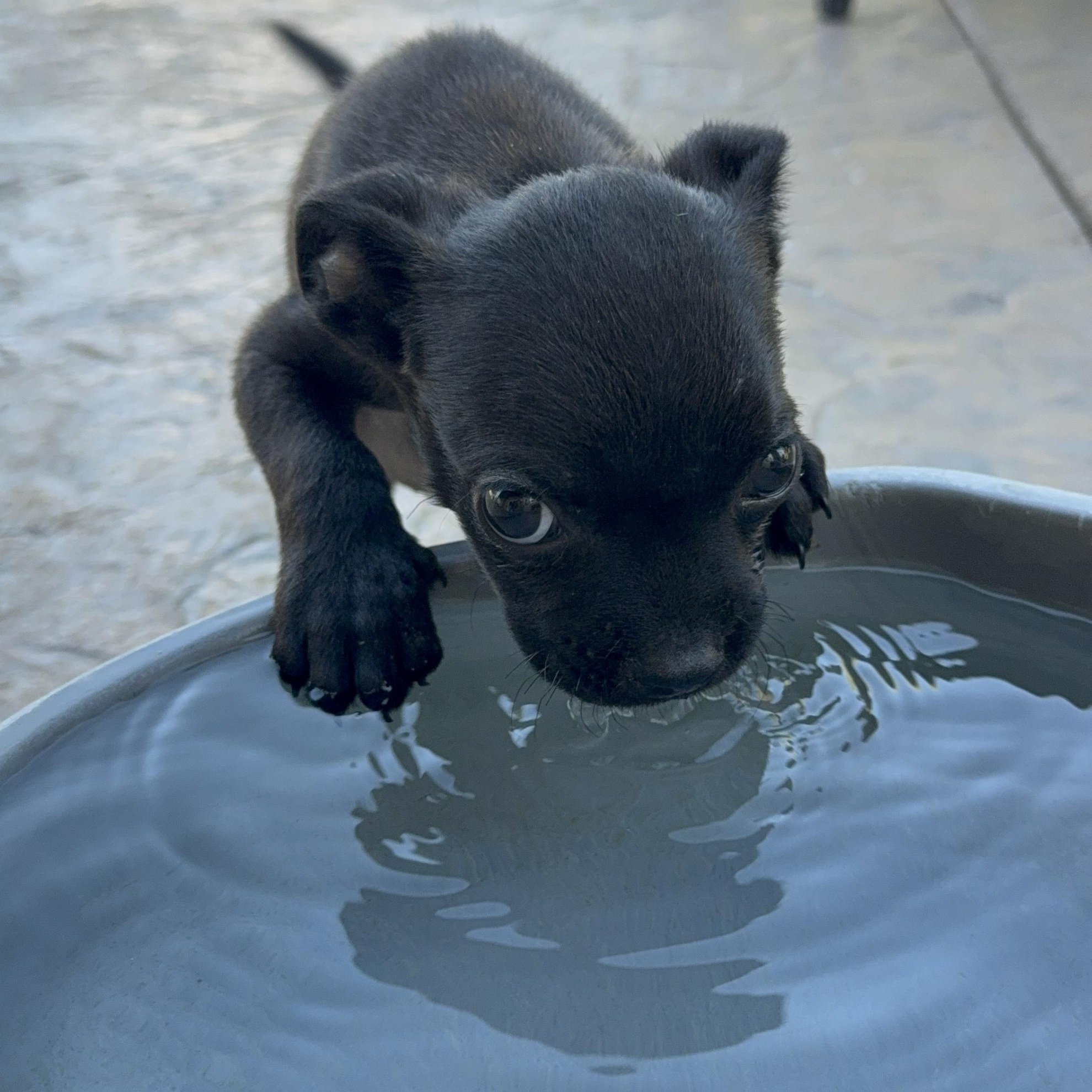 Enlarge Eclipse (Jetset Litter), a Adopted mixed breed in San Diego, CA image 2/2