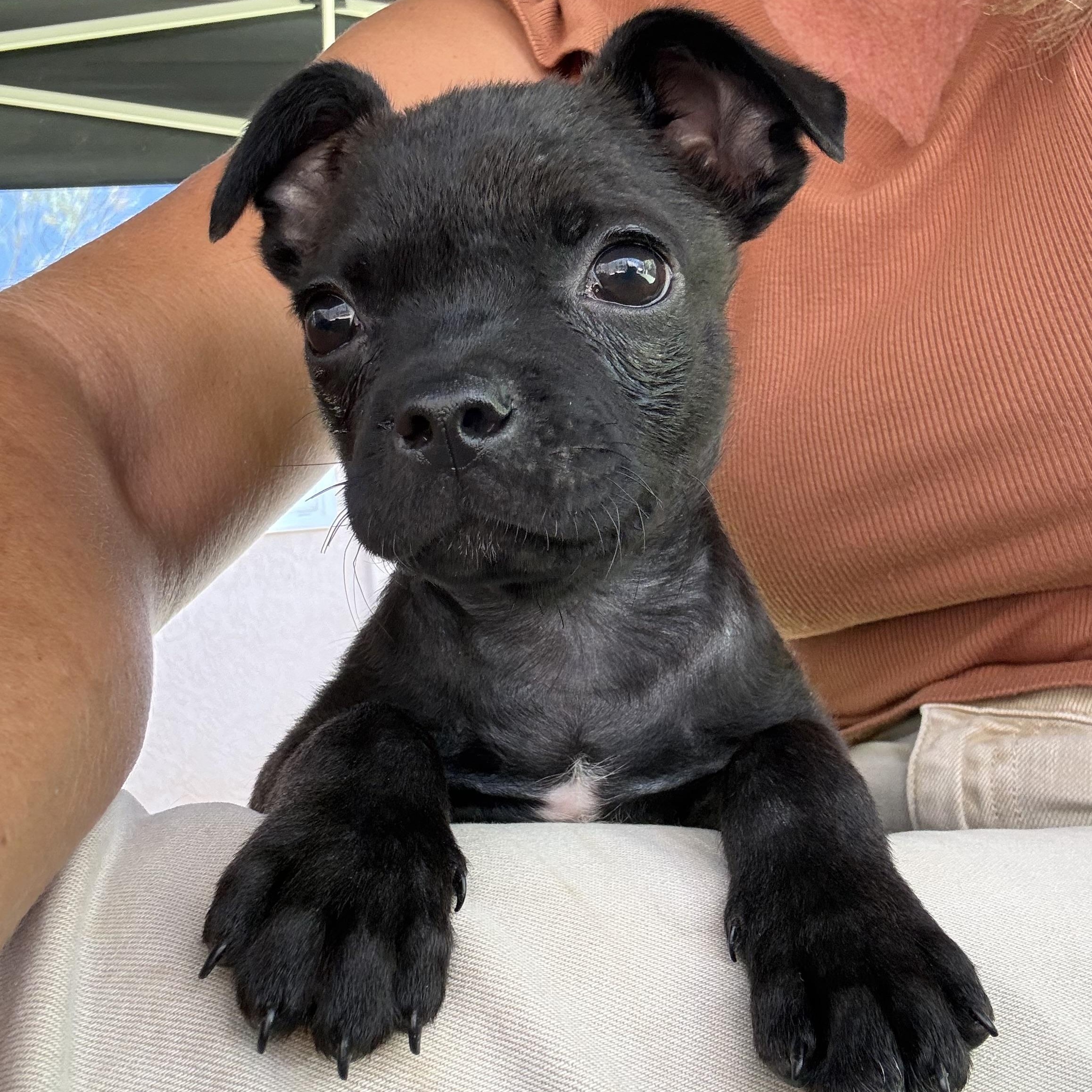 Eclipse (Jetset Litter), Adopted, Puppy Male Pug.