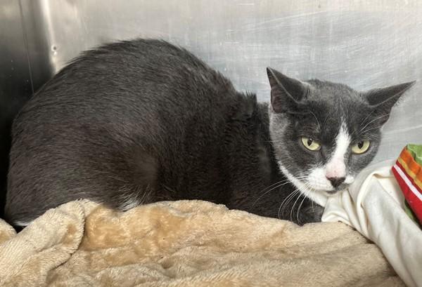 Enlarge Sugar Plum, a Adoptable mixed breed in Staten Island, NY image 1/1