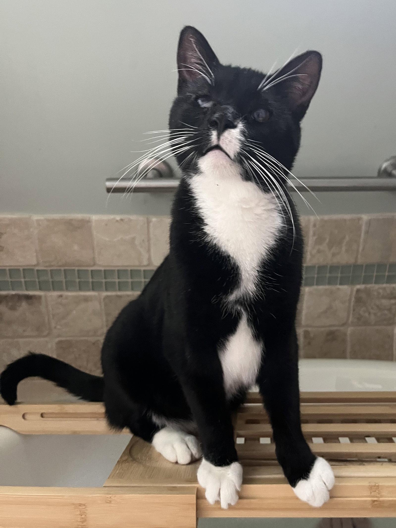 Nicky, Adoptable, Adult Male Domestic Short Hair.