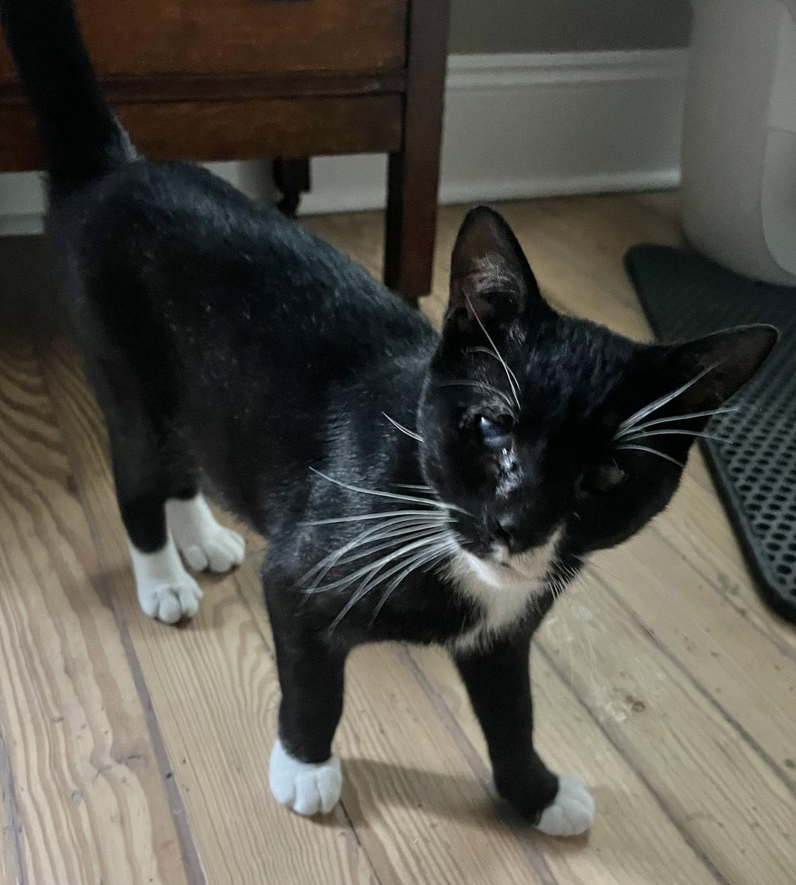 Enlarge Nicky, a Adoptable Domestic Short Hair in Shawnee, KS image 1/3