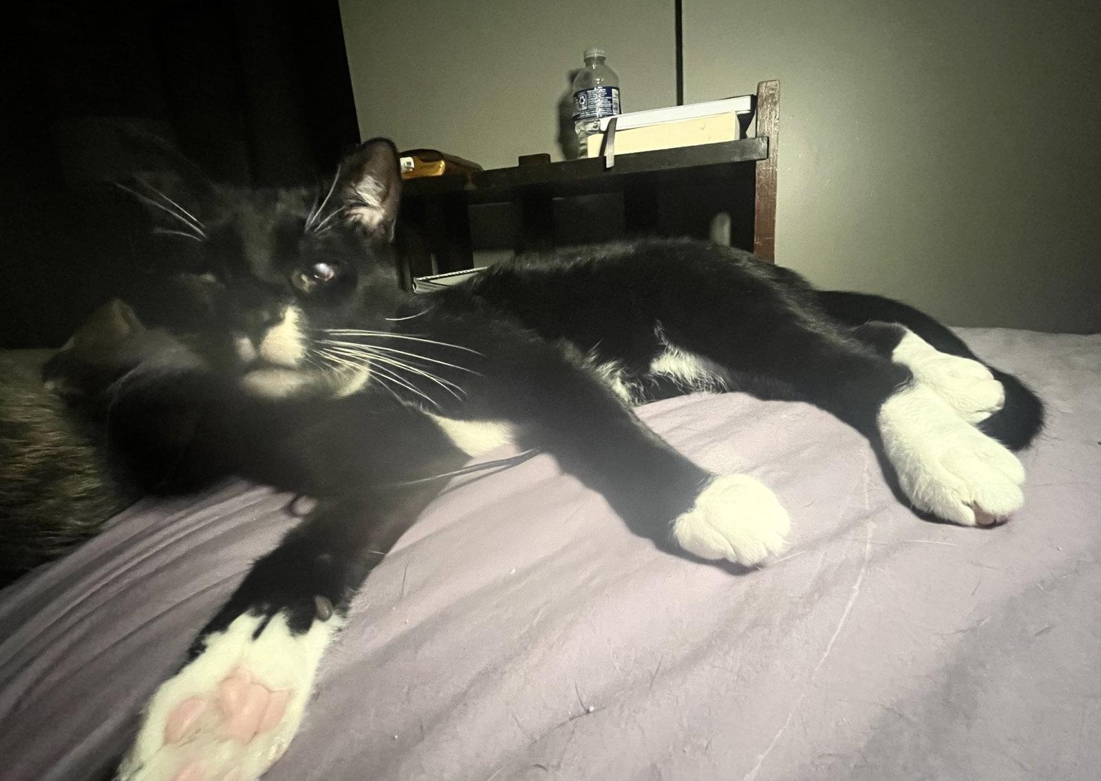 Enlarge Nicky, a Adoptable Domestic Short Hair in Shawnee, KS image 2/3