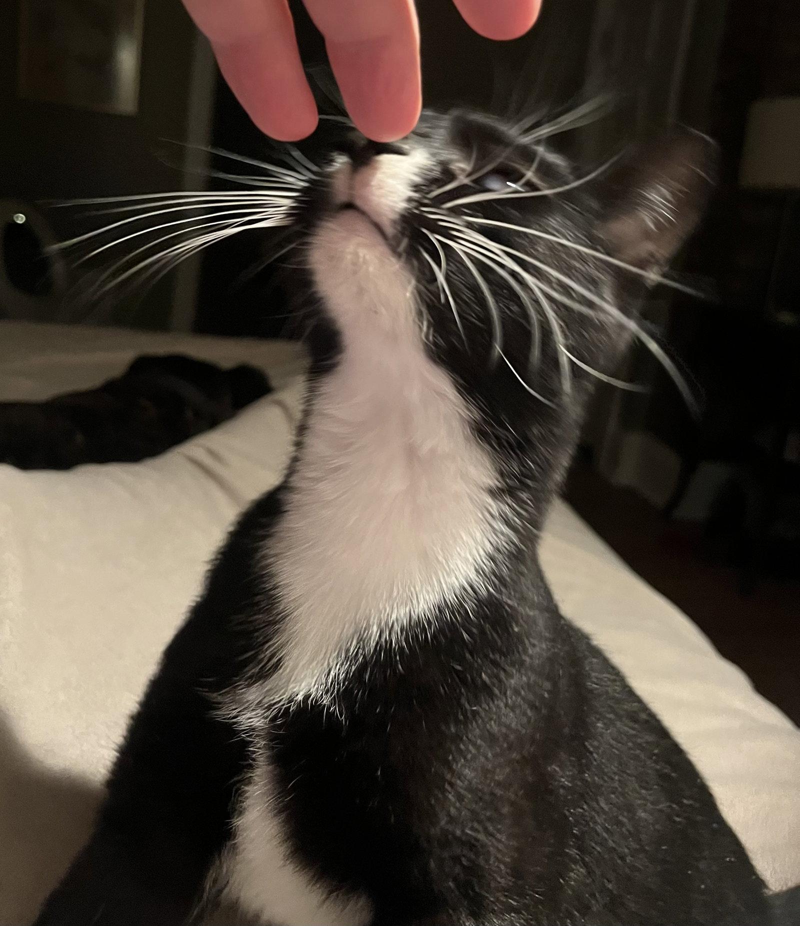 Enlarge Nicky, a Adoptable Domestic Short Hair in Shawnee, KS image 3/3