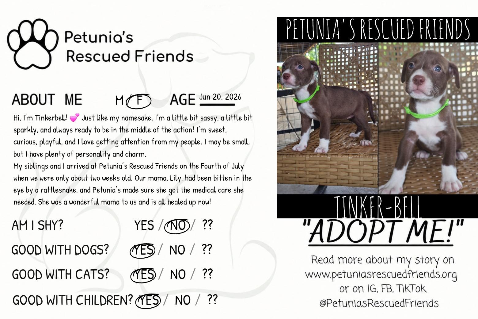Enlarge Tinkerbell, a Adoptable mixed breed in Castroville, TX image 2/2