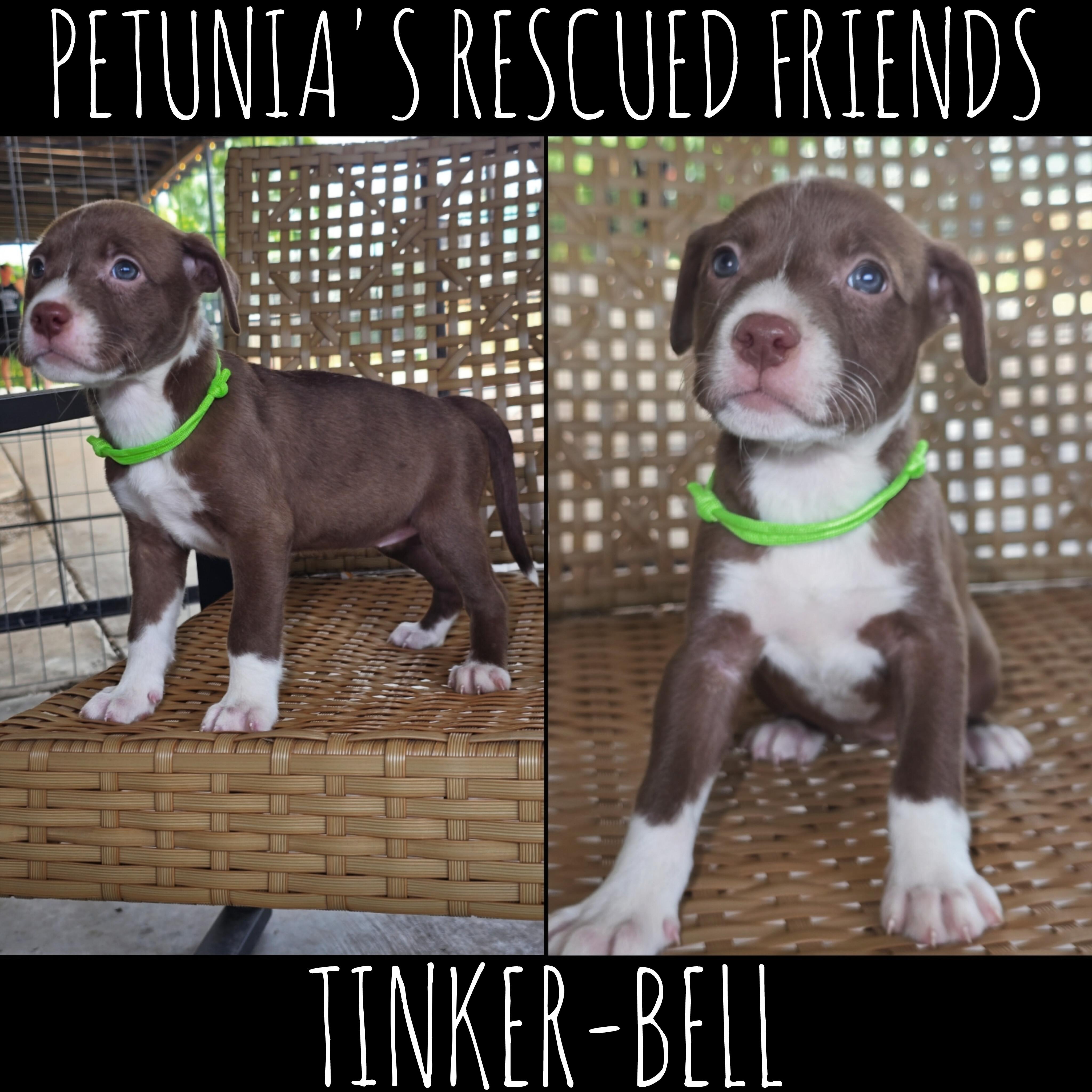 Tinkerbell, Adoptable, Puppy Female Pit Bull Terrier.
