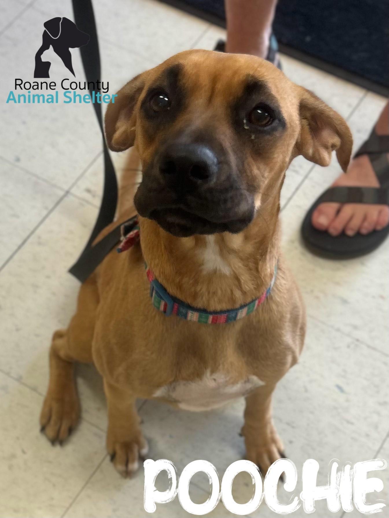 Enlarge Poochie, a ADOPTABLE mixed breed in Rockwood, TN image 1/1