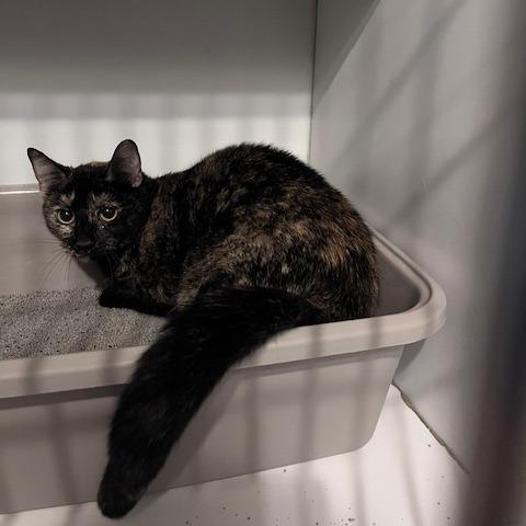 Enlarge Magnolia, a Adoptable Domestic Short Hair in St. Louis, MO image 1/1