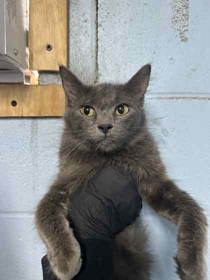 Spring, Adoptable, Adult Female Domestic Short Hair & Domestic Short Hair.