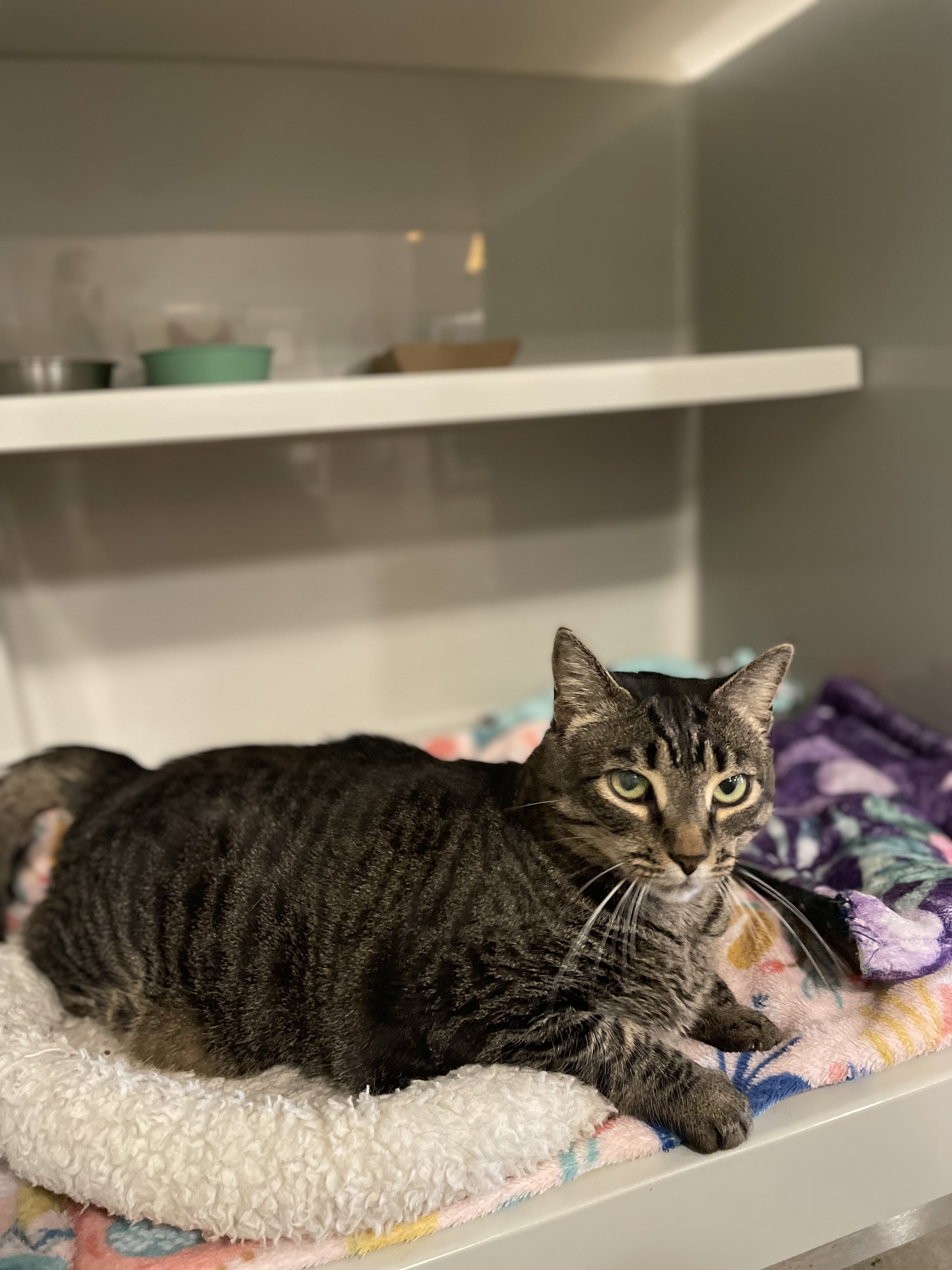 Enlarge Anyanka, a Adopted Domestic Short Hair in Portland, OR image 1/3