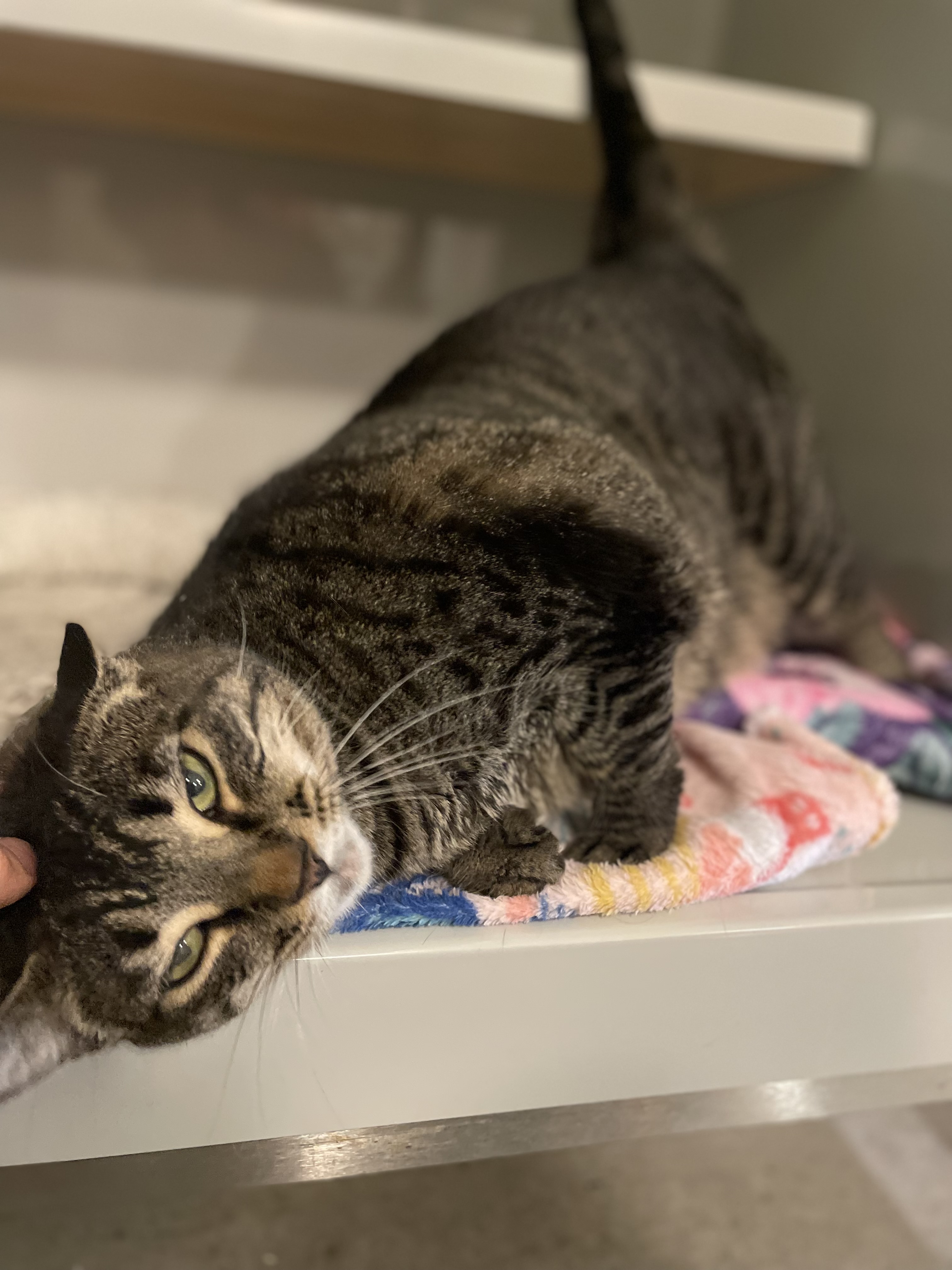 Enlarge Anyanka, a Adopted Domestic Short Hair in Portland, OR image 2/3