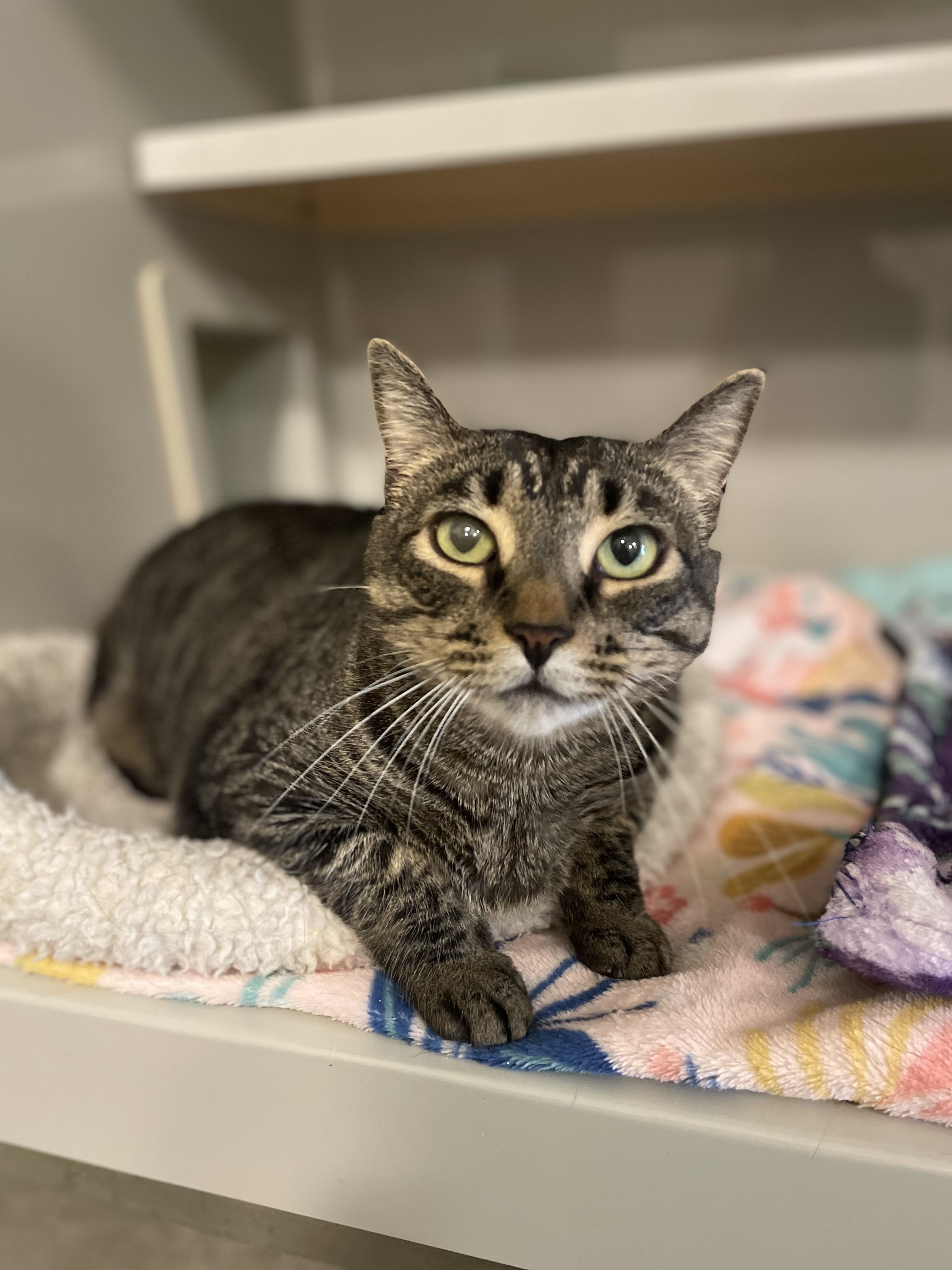 Enlarge Anyanka, a Adopted Domestic Short Hair in Portland, OR image 3/3