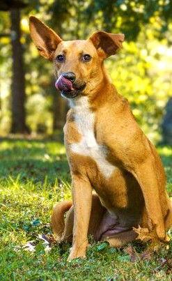 SERENE SANDY, Adoptable, Young Female Shepherd.