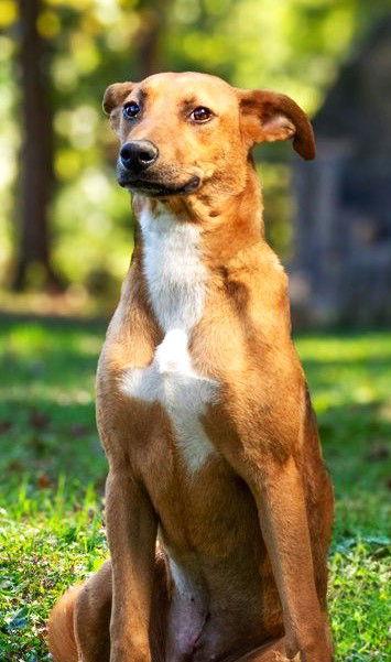 SERENE SANDY, a Adoptable Shepherd in Franklin, TN image 3/3