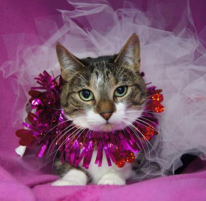 Enlarge Ashley, an adoptable Domestic Short Hair in Syracuse, NY image 1/1