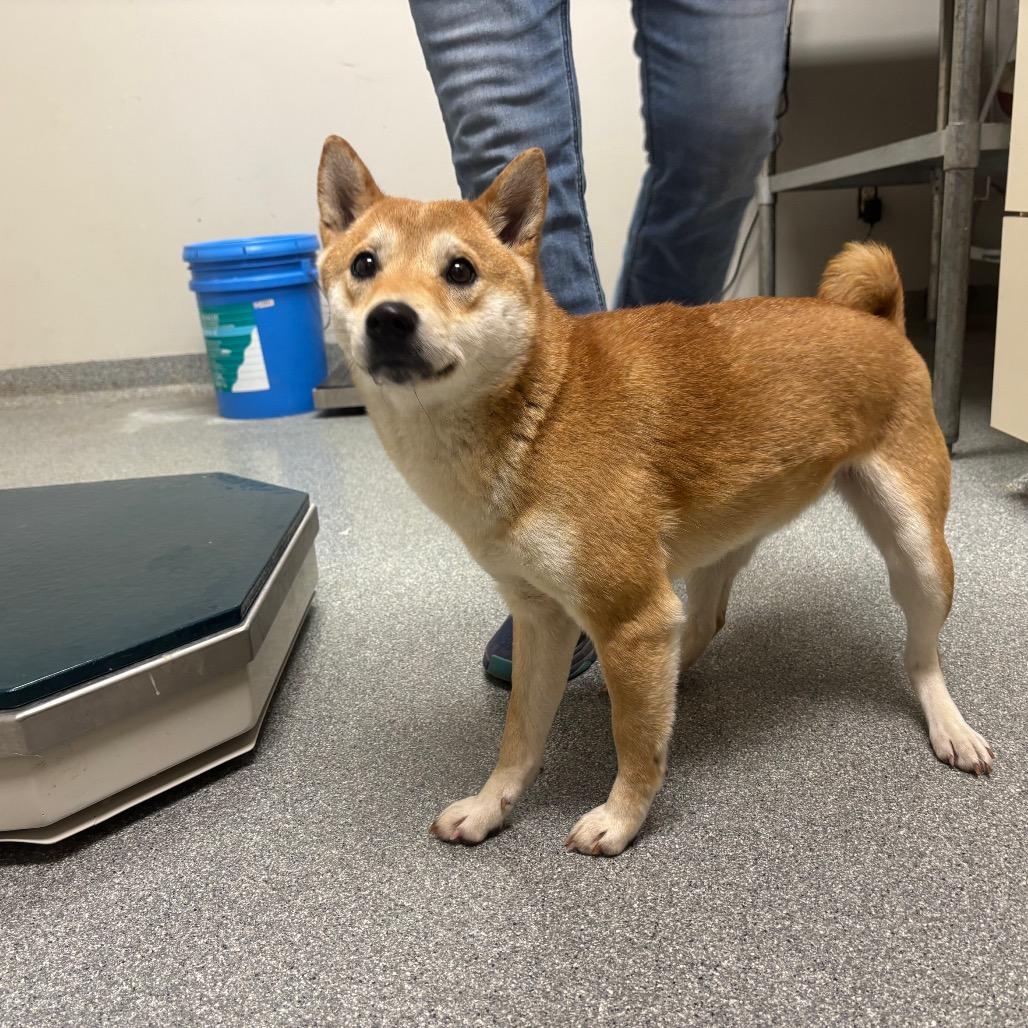 Timber, Adoptable, Adult Female Shiba Inu.