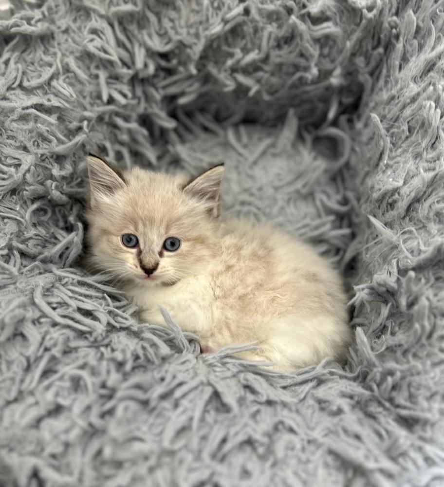 Mr. Hyde, Adopted, Kitten Male Maine Coon & Domestic Long Hair.