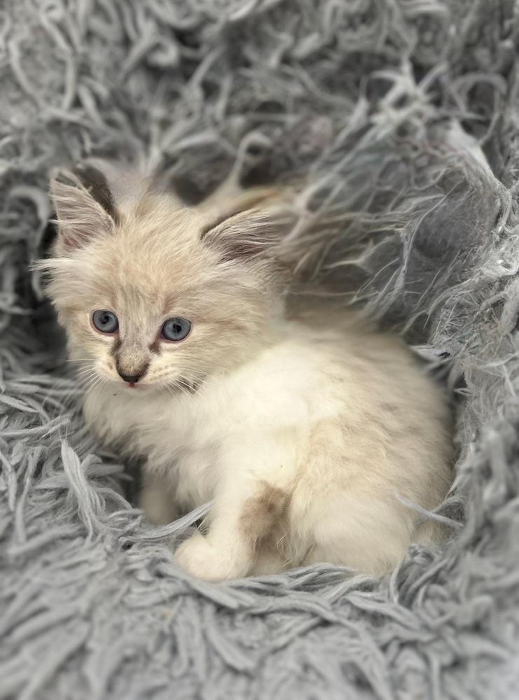 Enlarge Mr. Hyde, a Adopted mixed breed in Pacifica, CA image 2/6