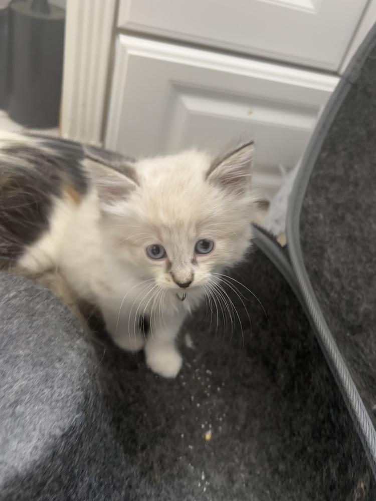 Enlarge Mr. Hyde, a Adopted mixed breed in Pacifica, CA image 3/6