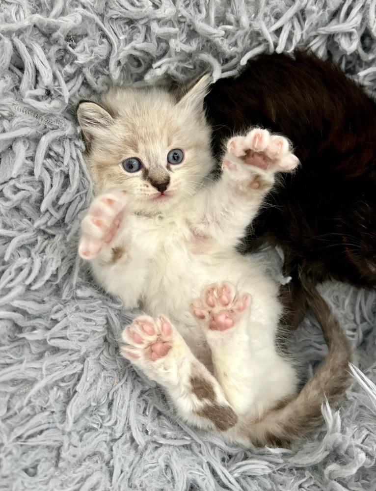 Enlarge Mr. Hyde, a Adopted mixed breed in Pacifica, CA image 5/6