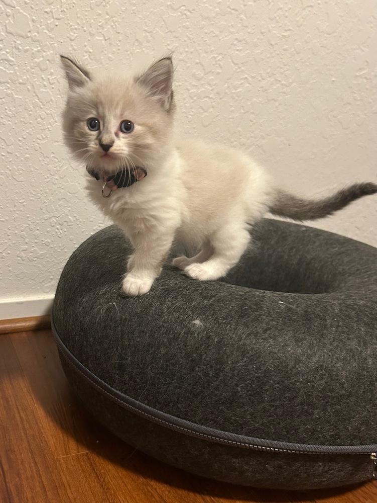 Enlarge Mr. Hyde, a Adopted mixed breed in Pacifica, CA image 6/6