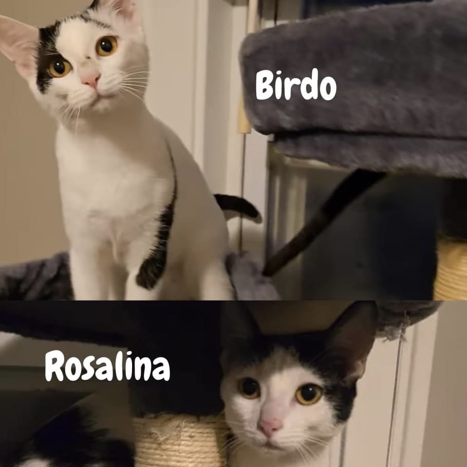 Birdo & Rosalina