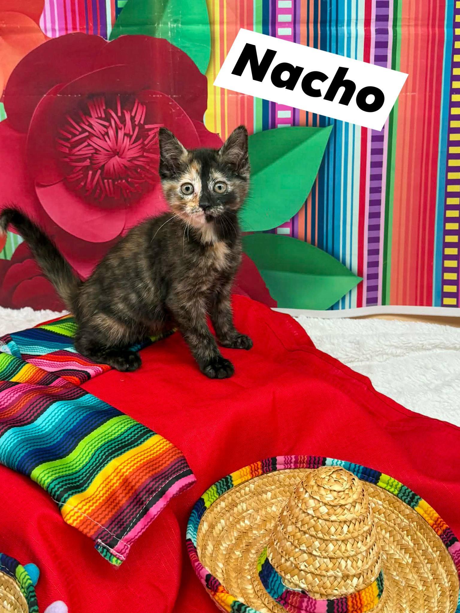 Enlarge Nacho, an adopted Domestic Short Hair in Sevierville, TN image 1/3