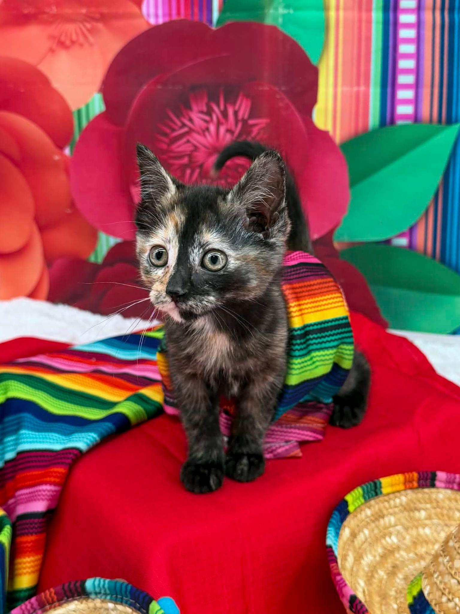 Enlarge Nacho, an adopted Domestic Short Hair in Sevierville, TN image 3/3