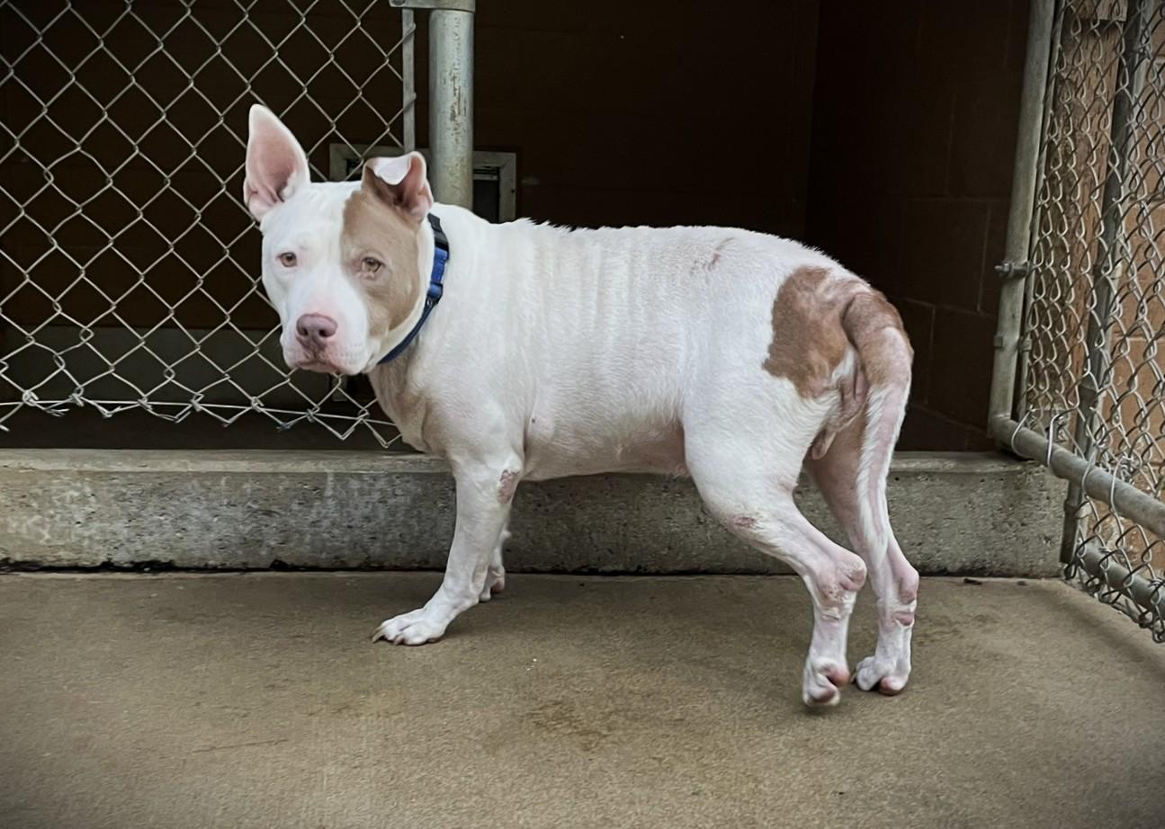 Enlarge Gizmo and Oakley Bonded Pair, a Adoptable mixed breed in Hoquiam, WA image 2/6