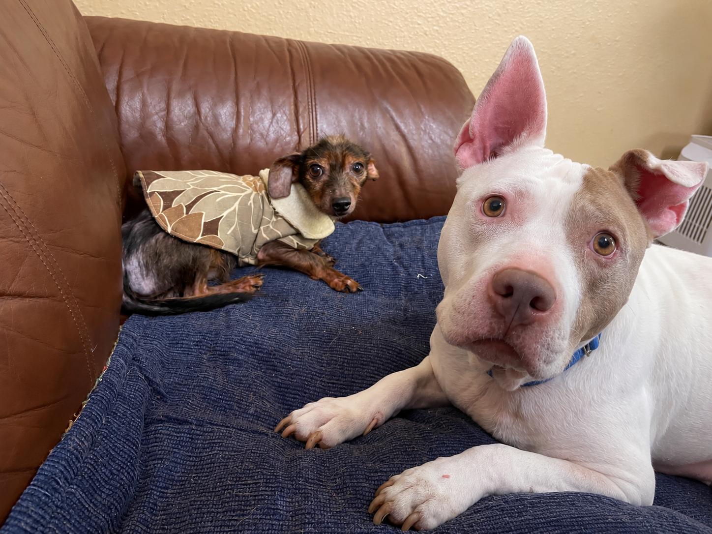 Gizmo and Oakley Bonded Pair, Adoptable, Senior Male Chiweenie & Pit Bull Terrier.
