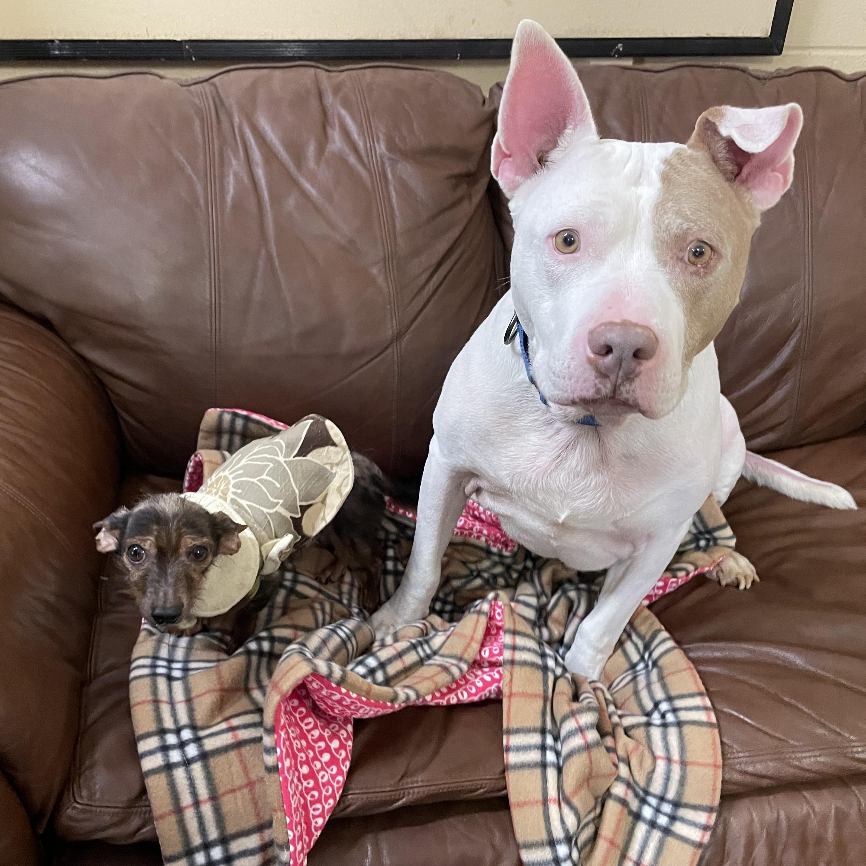 Enlarge Gizmo and Oakley Bonded Pair, a Adoptable mixed breed in Hoquiam, WA image 3/6