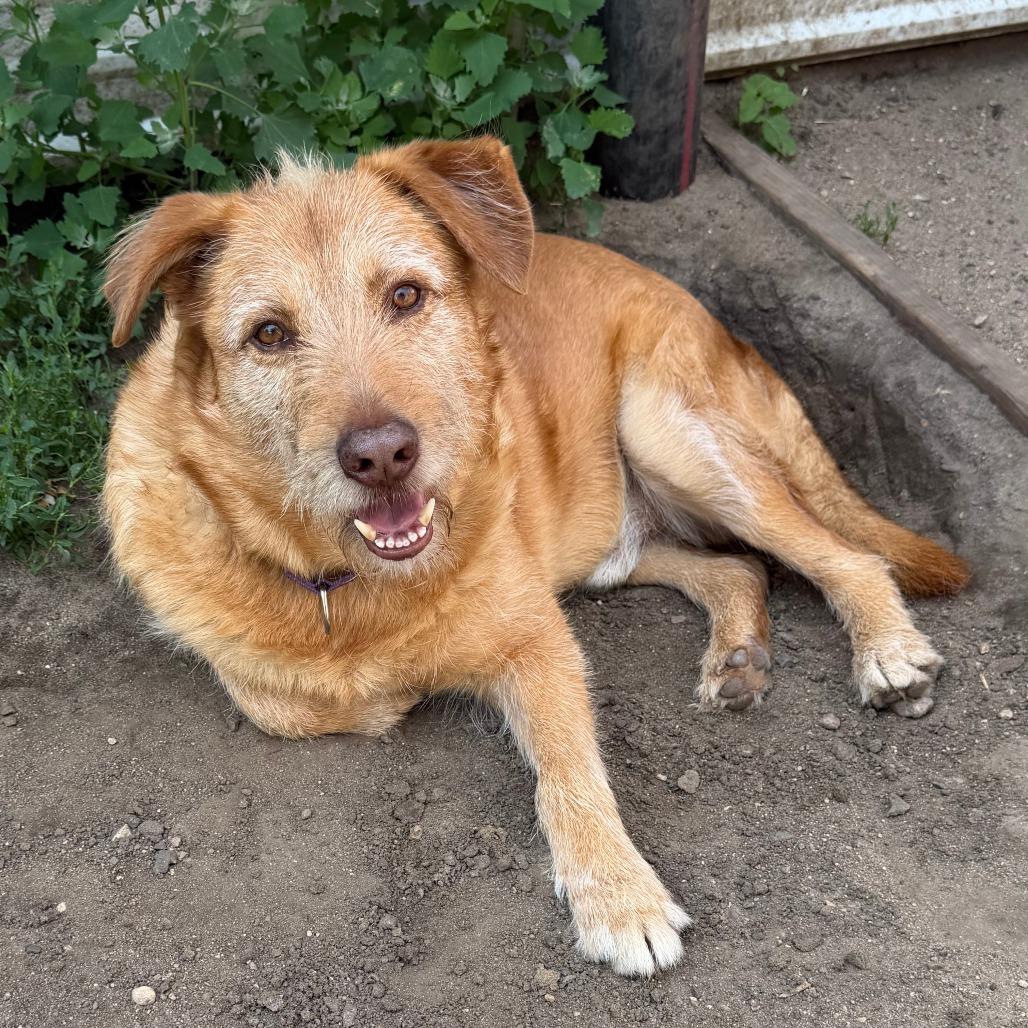 Buddy, Adoptable, Adult Male Wirehaired Terrier & Mixed Breed.