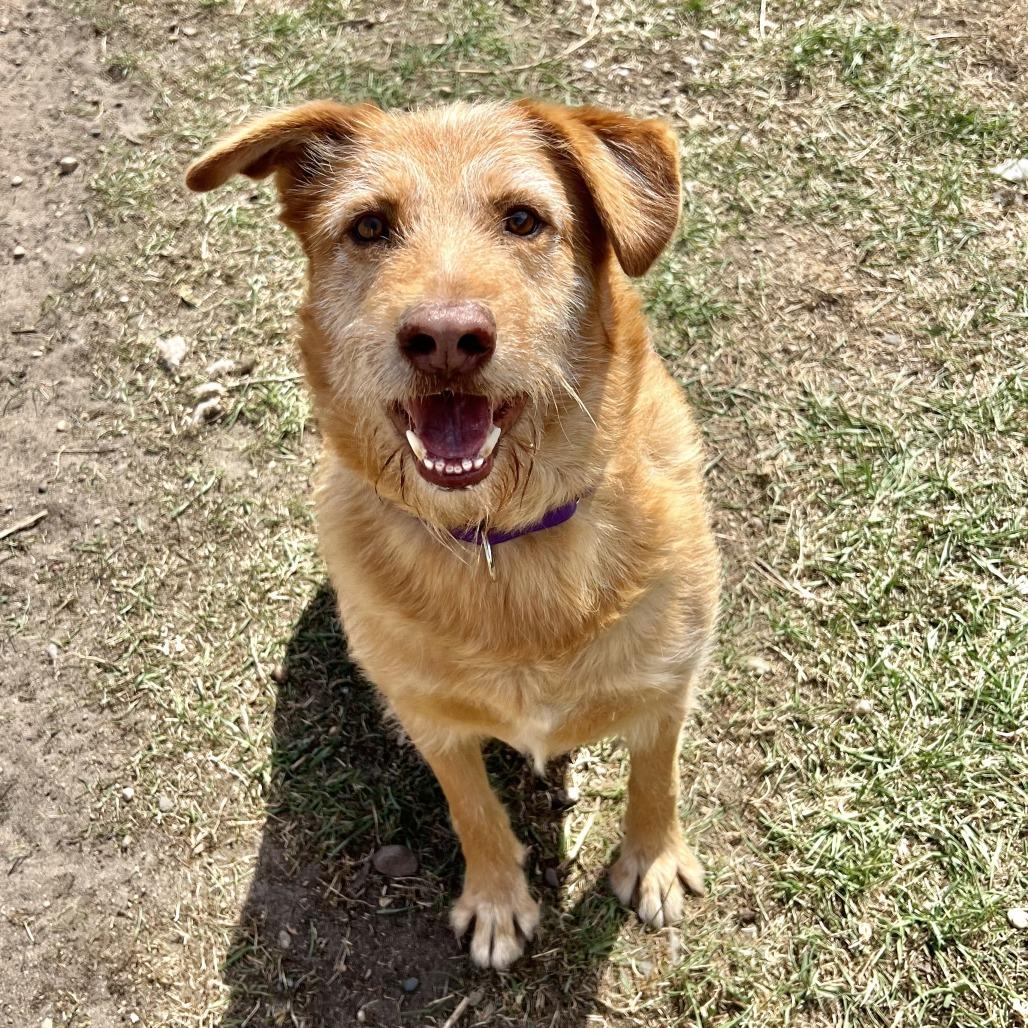 Buddy, Adoptable, Adult Male Wirehaired Terrier & Mixed Breed.