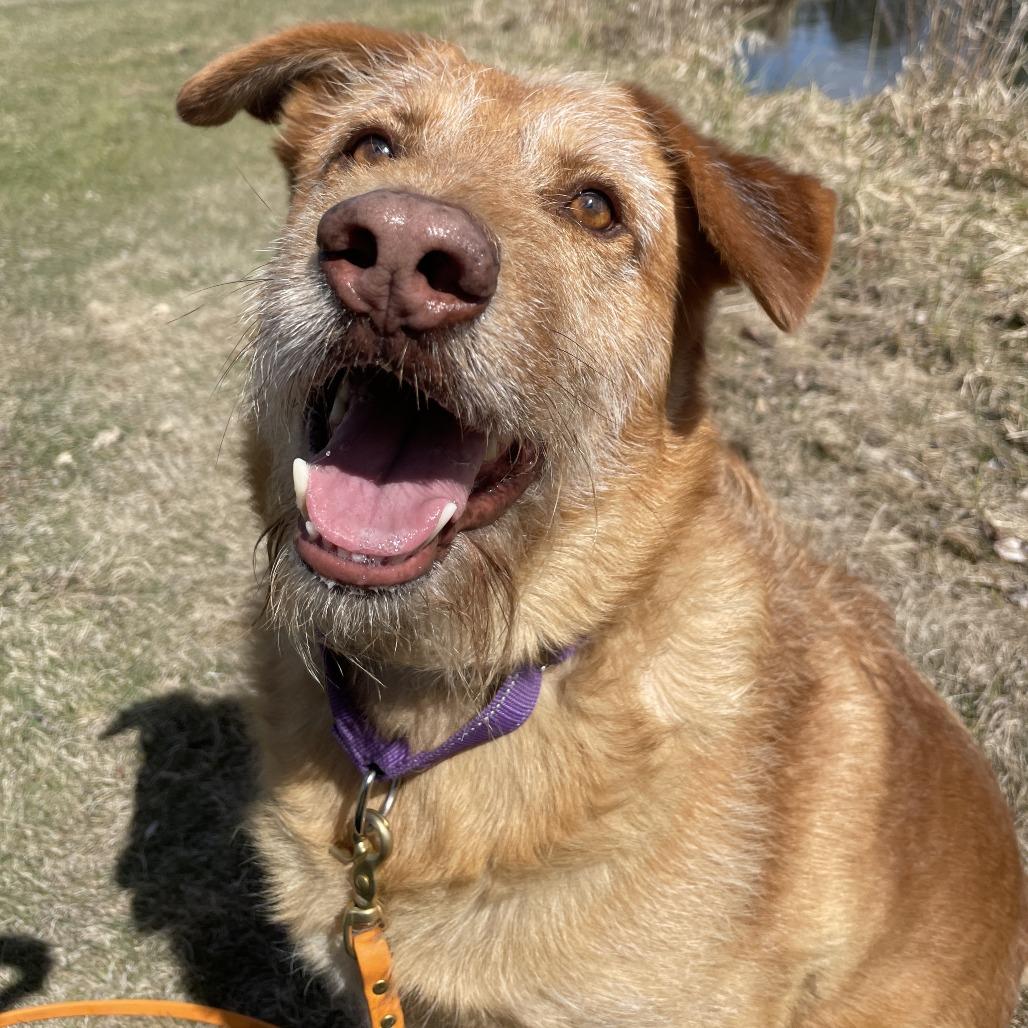 Enlarge Buddy, a Adoptable mixed breed in Wadena, MN image 2/6