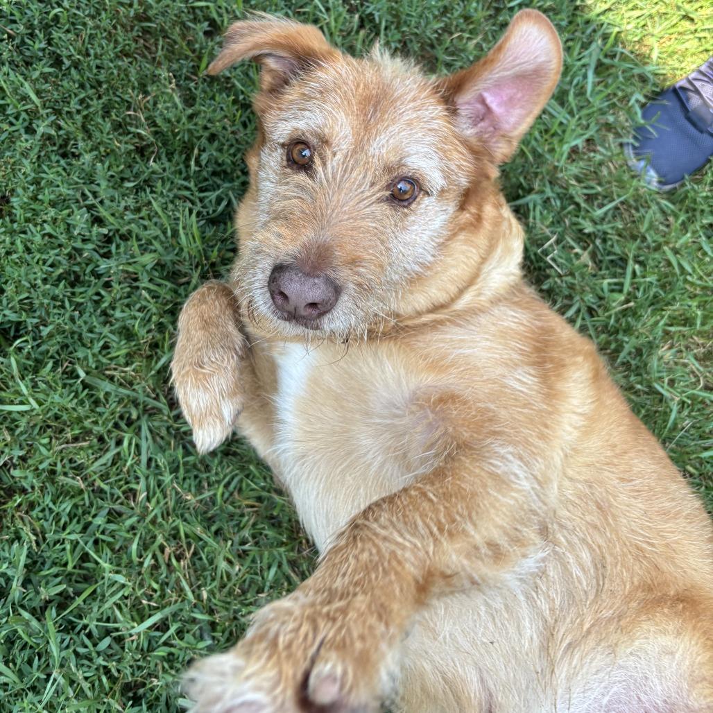 Enlarge Buddy, a Adoptable mixed breed in Wadena, MN image 3/6