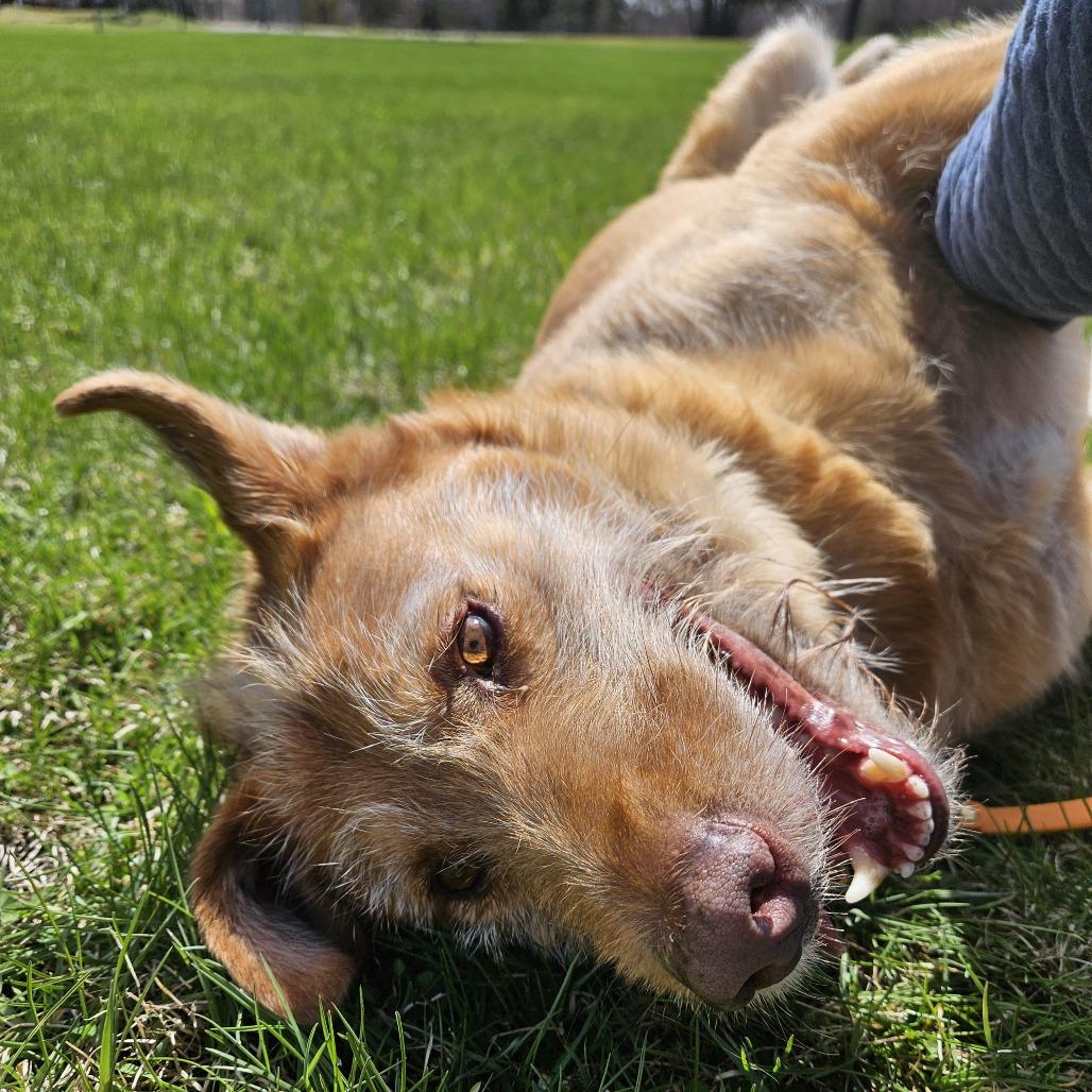 Enlarge Buddy, a Adoptable mixed breed in Wadena, MN image 5/6