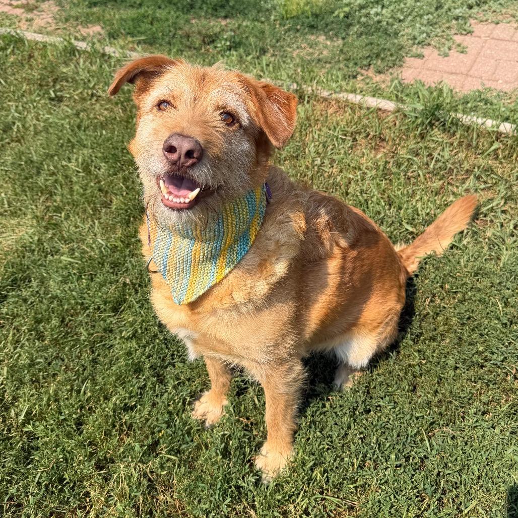 Enlarge Buddy, a Adoptable mixed breed in Wadena, MN image 6/6