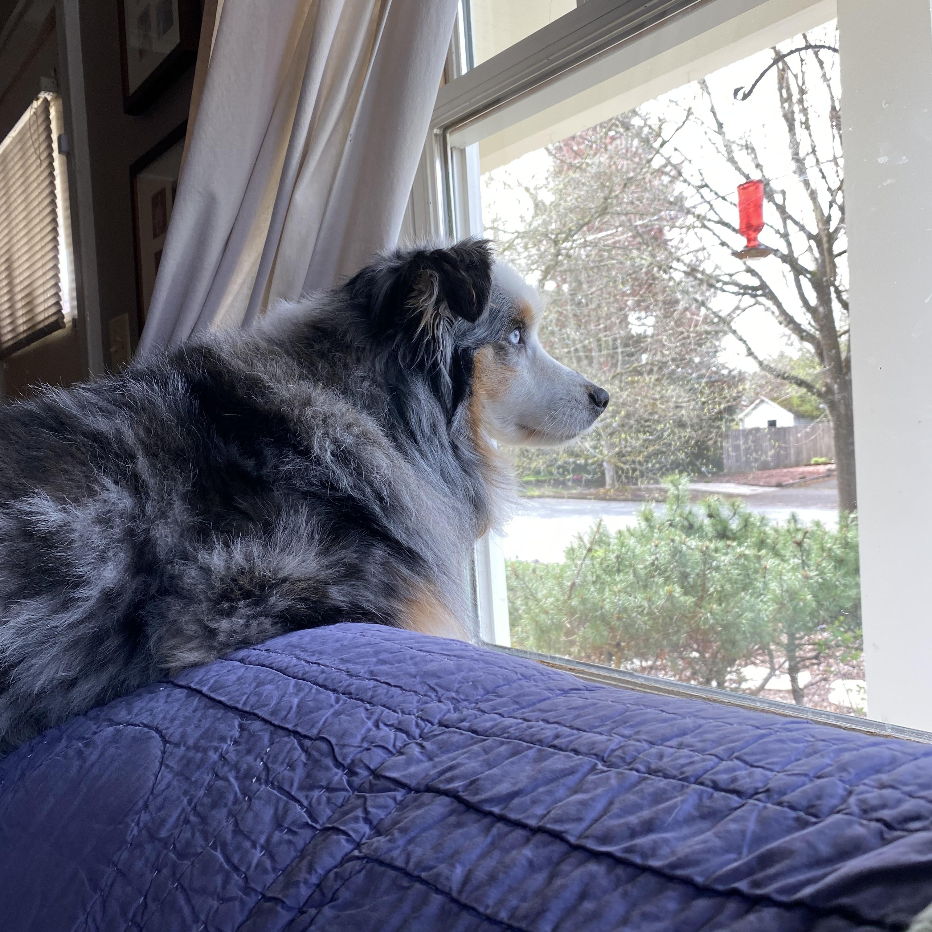 Enlarge Zoey, a ADOPTABLE Australian Shepherd in Portland, OR image 3/5