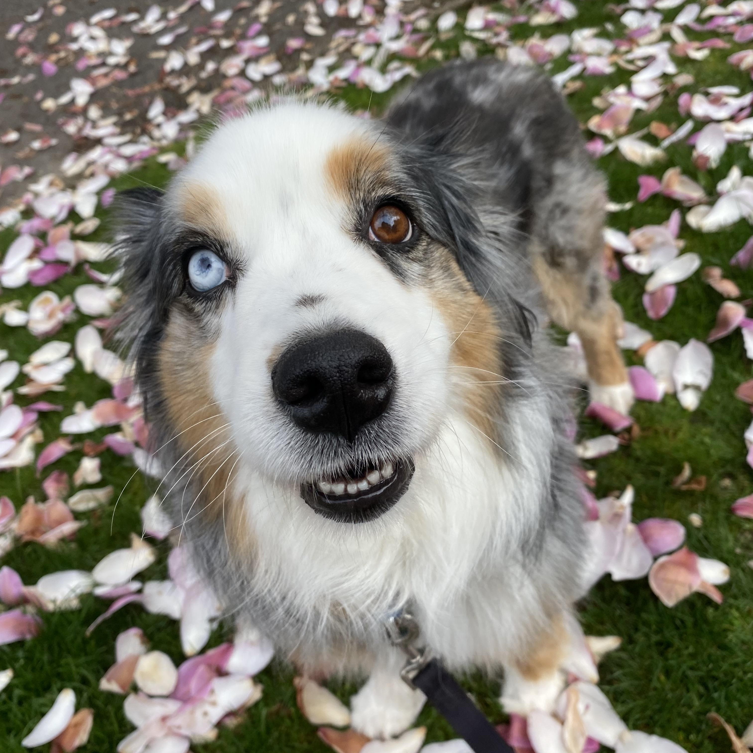 Enlarge Zoey, a ADOPTABLE Australian Shepherd in Portland, OR image 1/5