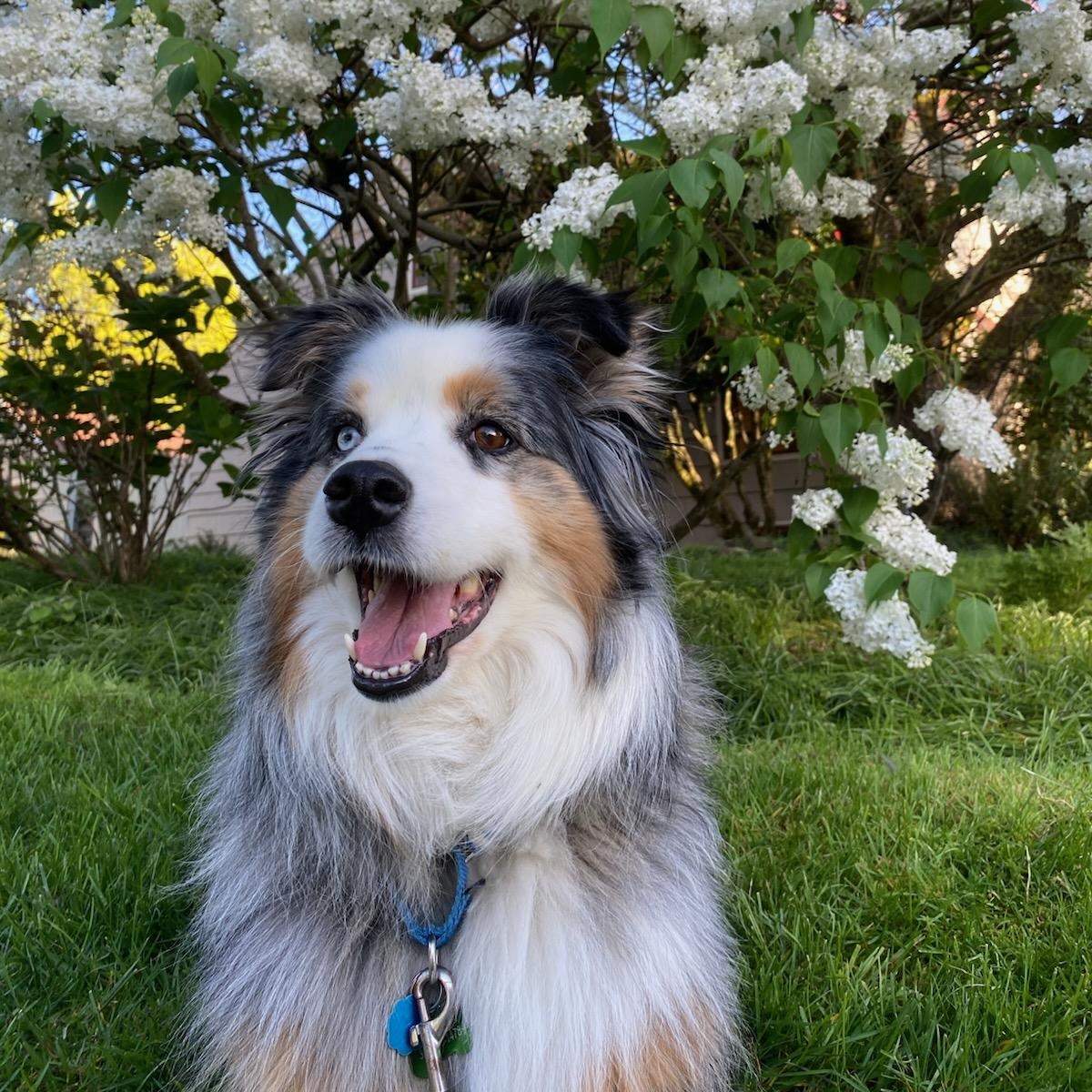 Enlarge Zoey, a ADOPTABLE Australian Shepherd in Portland, OR image 1/6