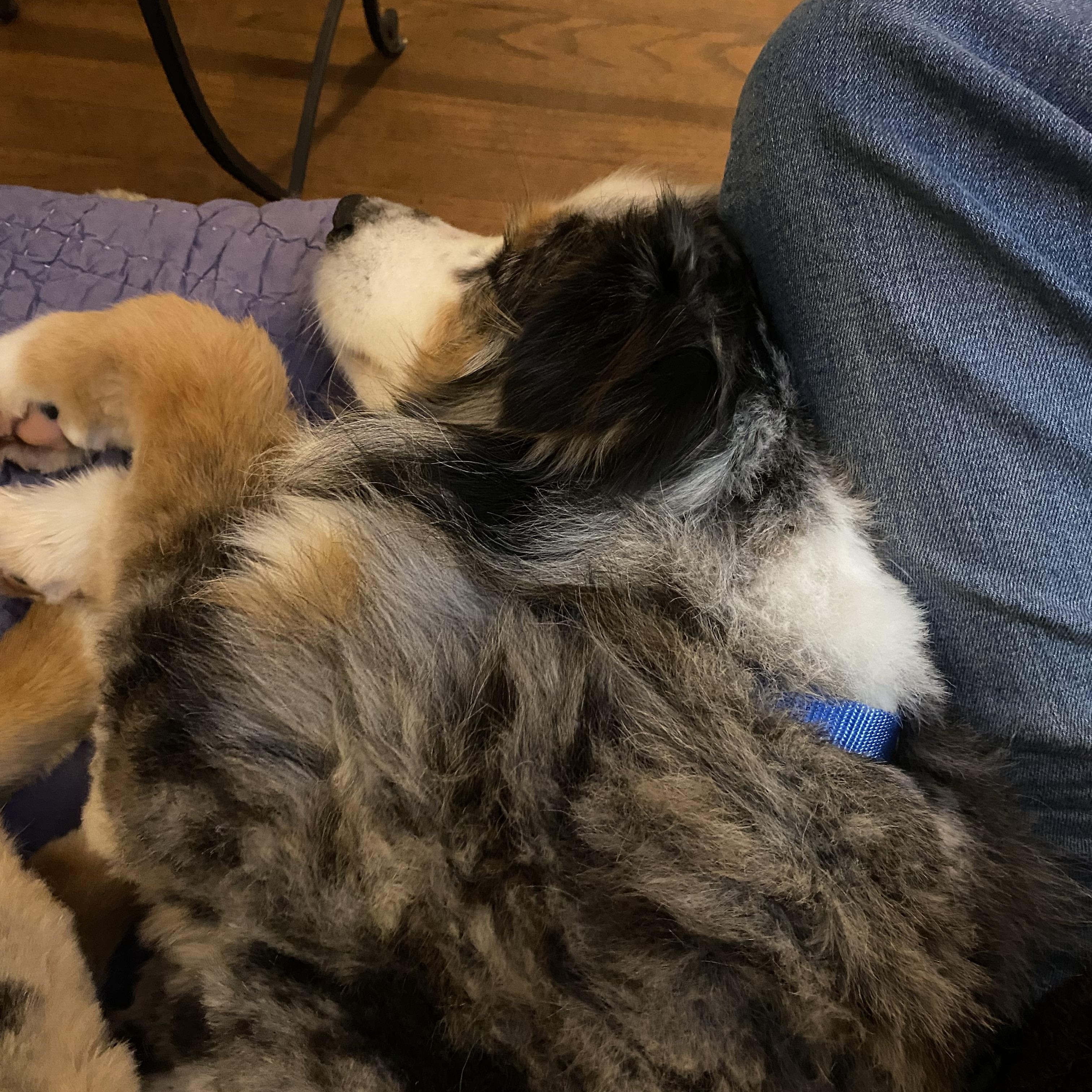 Enlarge Zoey, a ADOPTABLE Australian Shepherd in Portland, OR image 4/5